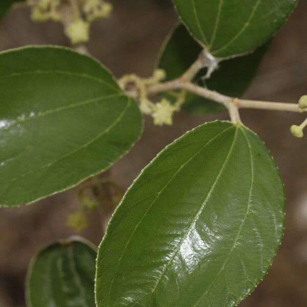 Ziziphus mauritiana Leaf