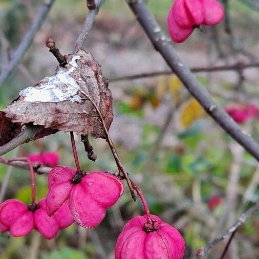 Euonymus europaeus ഫലം