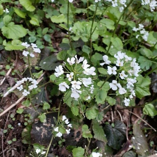 Pachyphragma macrophyllum Blomst