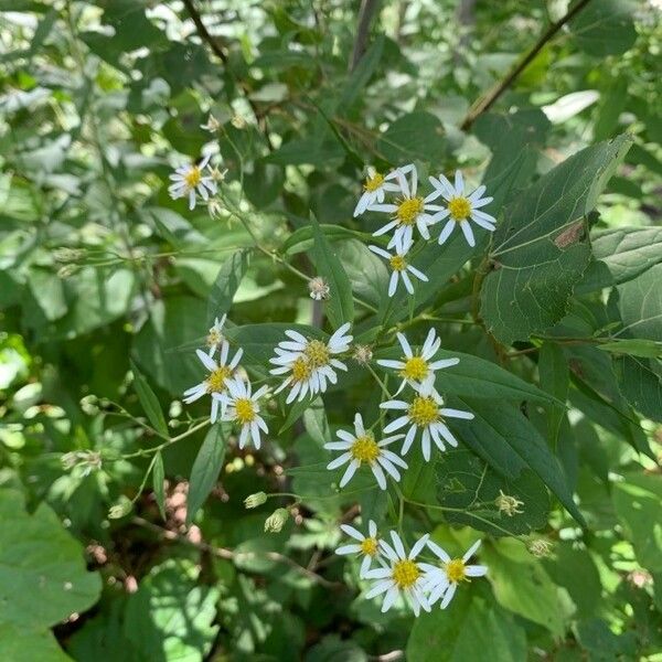 Doellingeria umbellata Floro