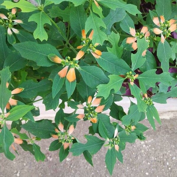 Euphorbia heterophylla Deilen