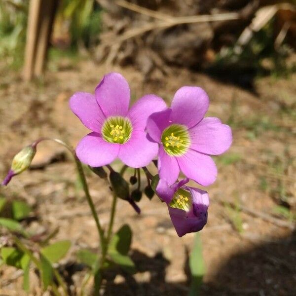 Oxalis latifolia Flower