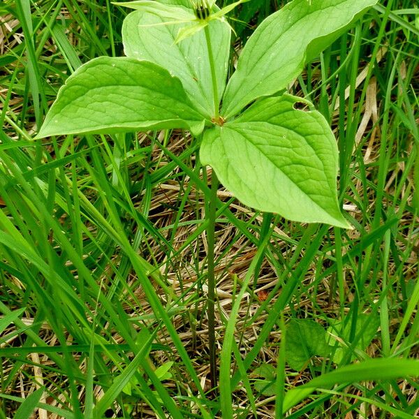 Paris quadrifolia Habit