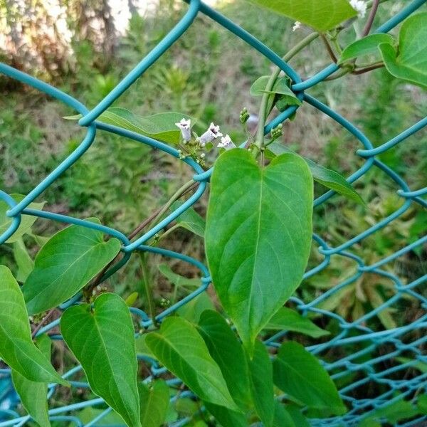 Paederia foetida Leaf