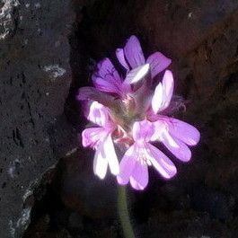 Pelargonium capitatum Floro