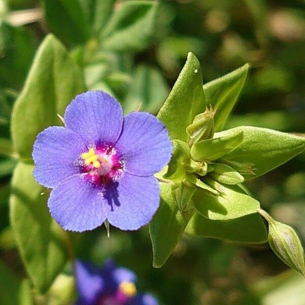 Lysimachia foemina Цвят