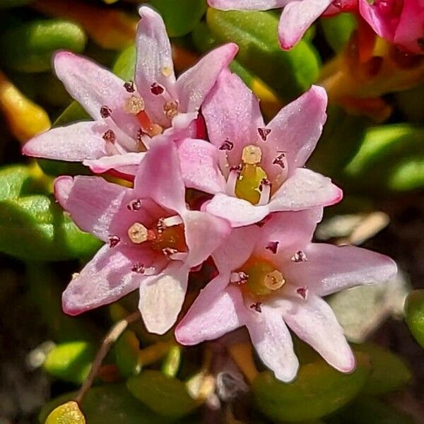 Kalmia procumbens Flower