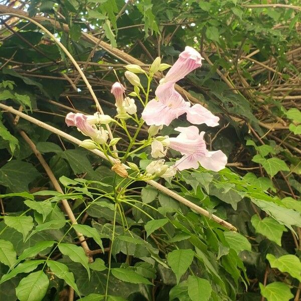 Podranea ricasoliana Flower