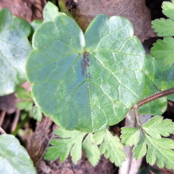 Ficaria verna Blad