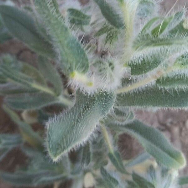 Echium angustifolium Folio