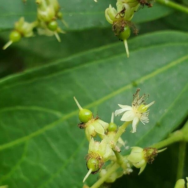 Hasseltia floribunda Blüte