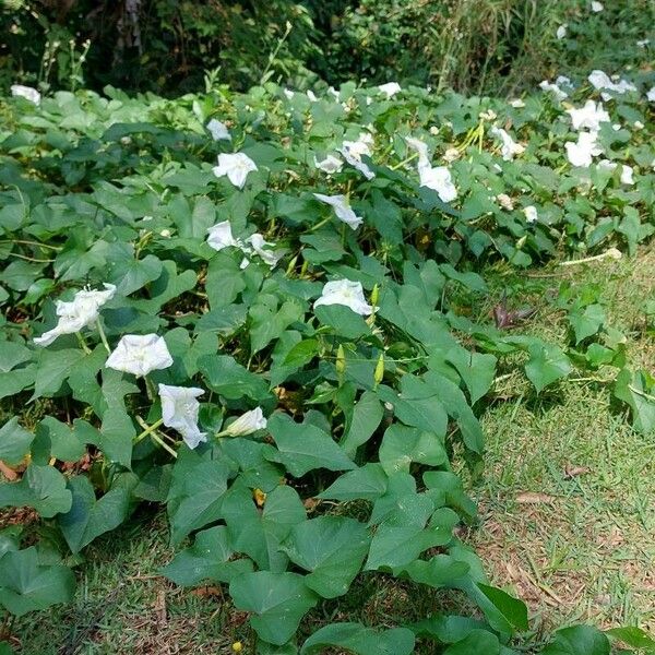 Ipomoea alba Habitus