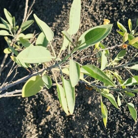 Nicotiana glauca Blad