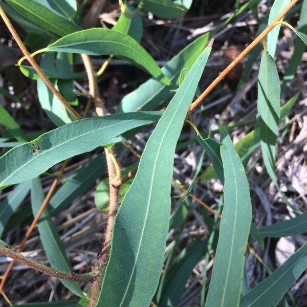 Corymbia citriodora Feuille