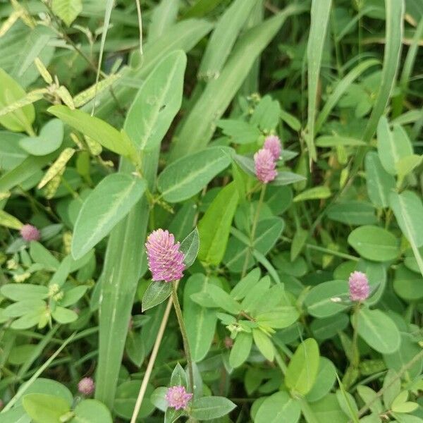 Gomphrena serrata Λουλούδι