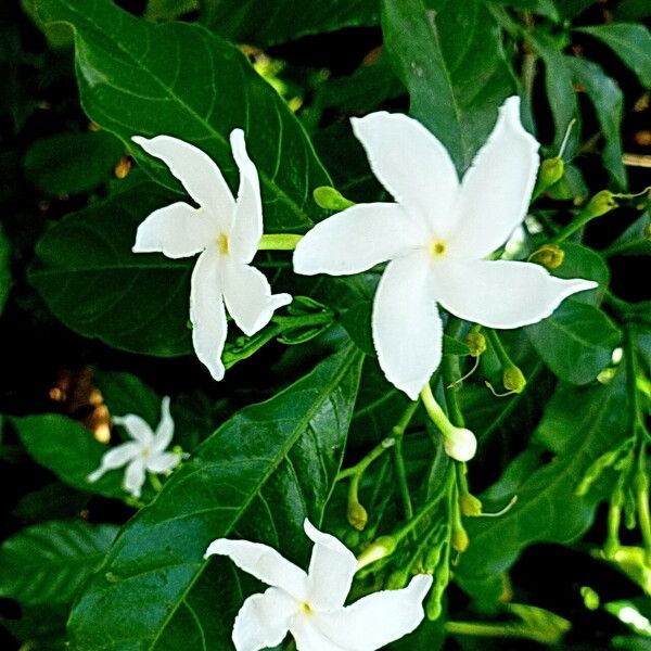 Tabernaemontana coffeoides Квітка