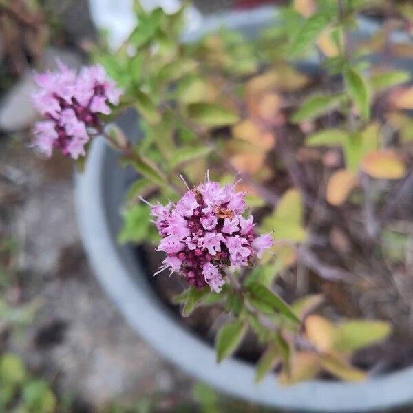 Origanum vulgare Flor