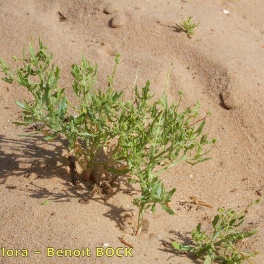 Dysphania atriplicifolia Elinympäristö