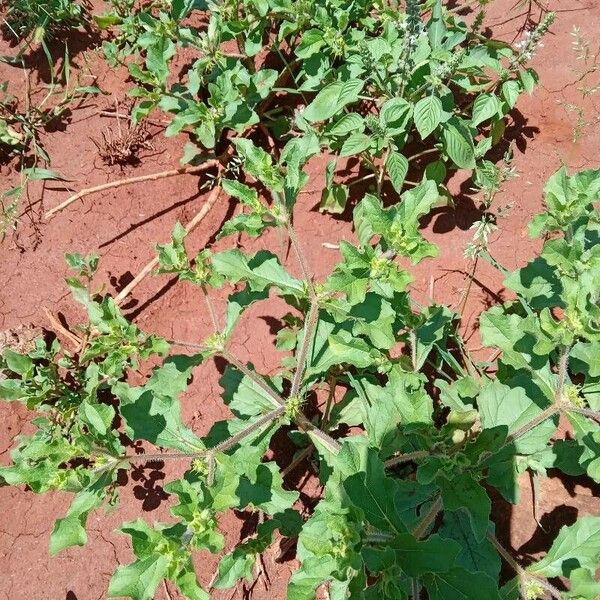 Acanthospermum hispidum Blad