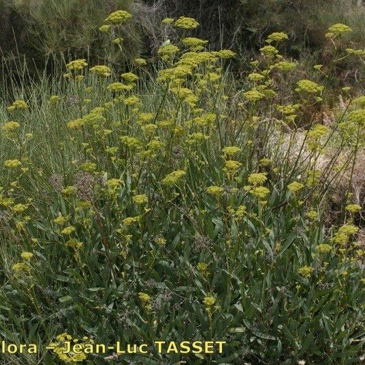 Bupleurum gibraltaricum Buveinė