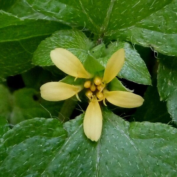 Calyptocarpus vialis പുഷ്പം