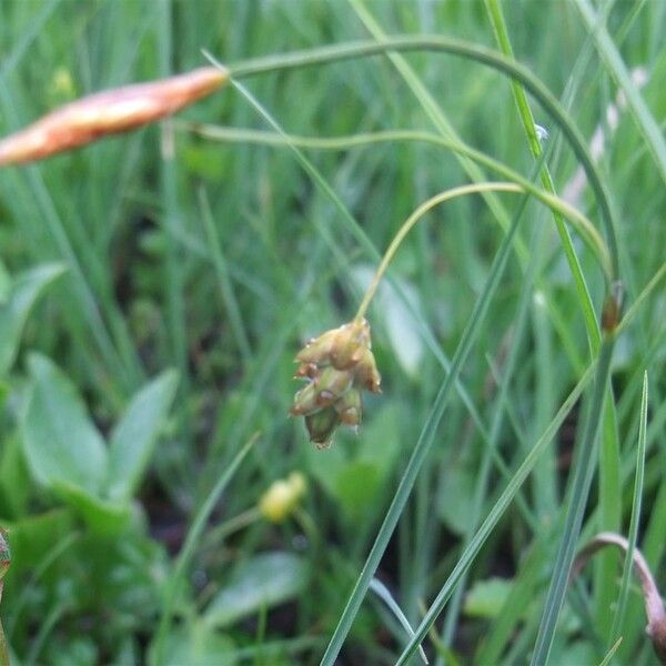 Carex limosa Kvet