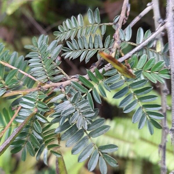 Chamaecrista fasciculata Feuille