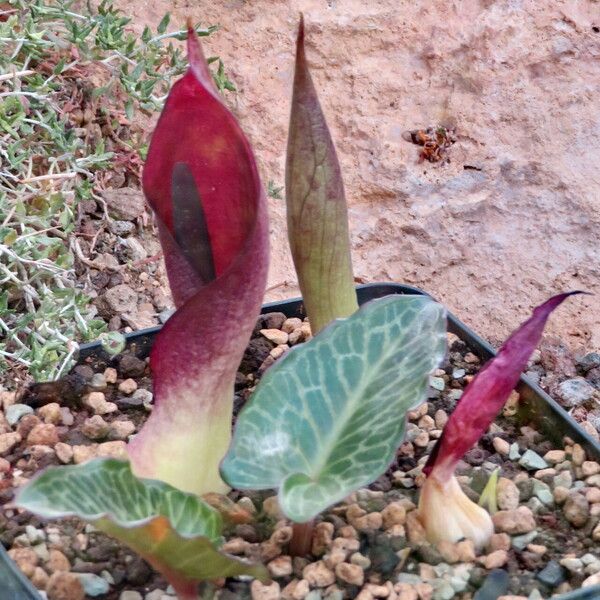 Arum pictum Leaf