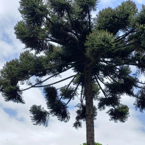 Araucaria angustifolia Vekstform