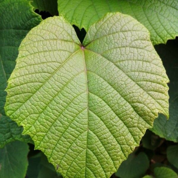 Vitis aestivalis Leaf