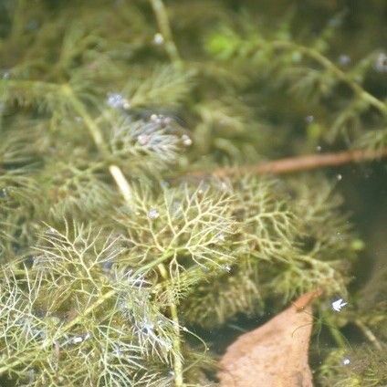 Utricularia australis Листок