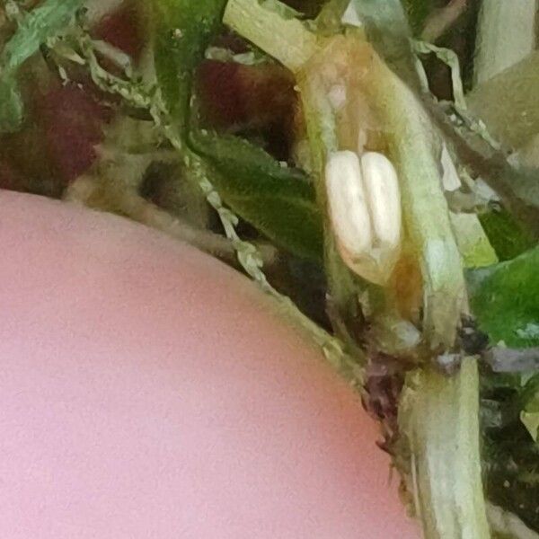 Zannichellia palustris Квітка