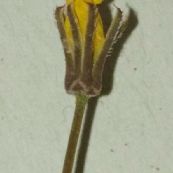 Rhagadiolus stellatus Floare