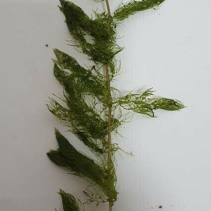 Myriophyllum alterniflorum पत्ता