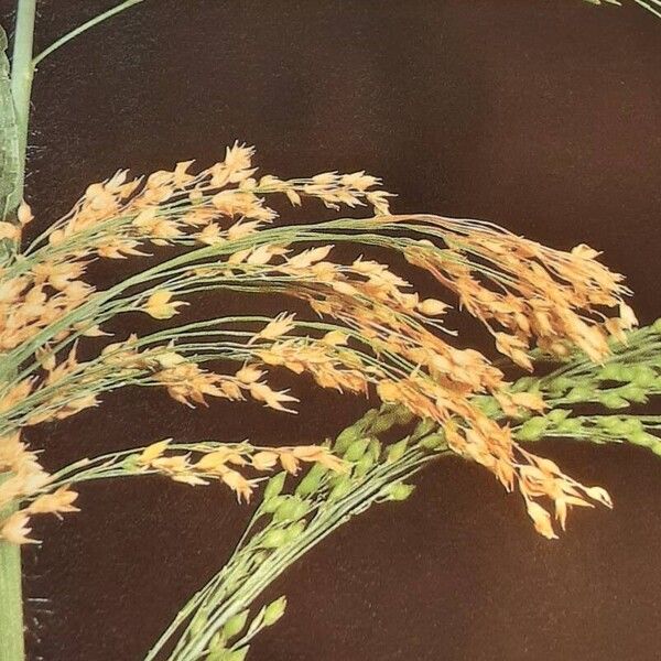 Panicum miliaceum Floro