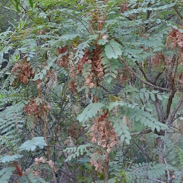 Marcetella moquiniana برگ