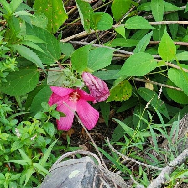 Hibiscus grandiflorus Blodyn