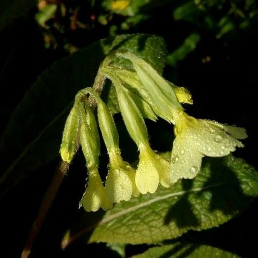 Primula elatior Lorea