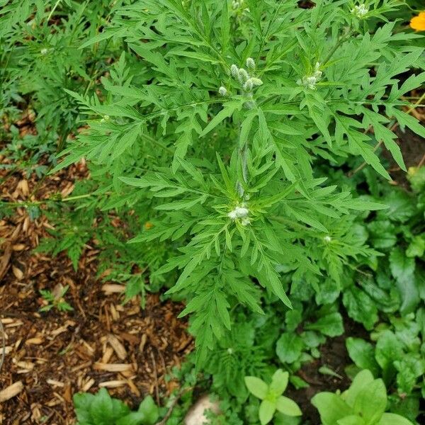 Ambrosia artemisiifolia List