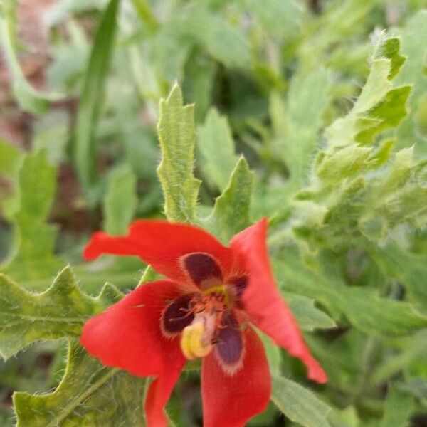 Glaucium corniculatum Цветок