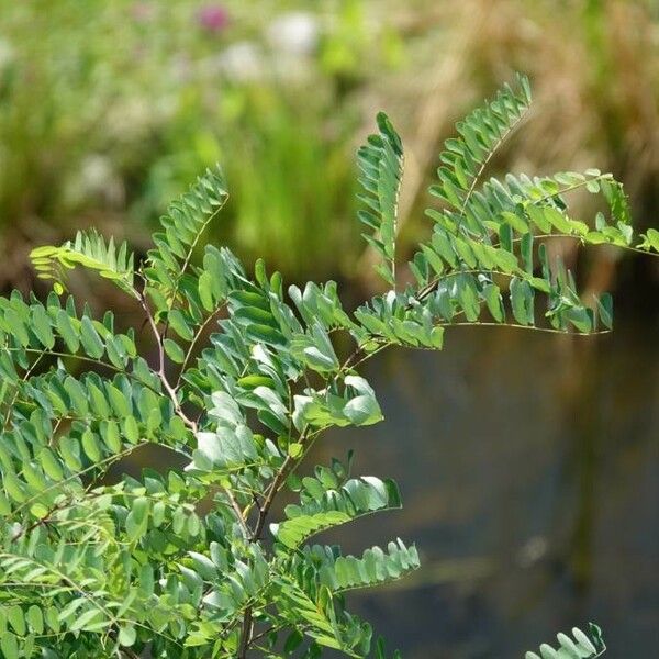 Amorpha fruticosa Blatt