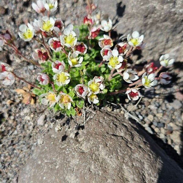 Saxifraga cespitosa 花