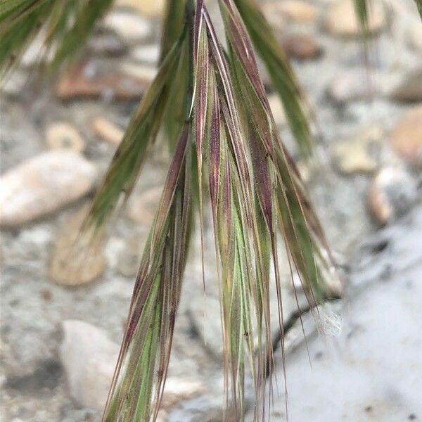 Bromus diandrus Plod