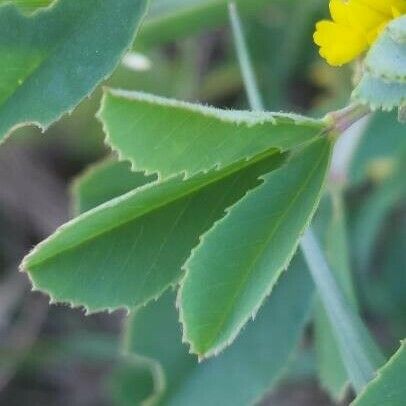 Trigonella esculenta Leaf
