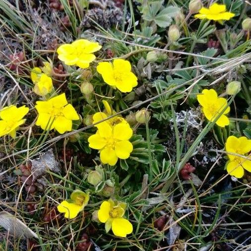 Potentilla pedata Flor