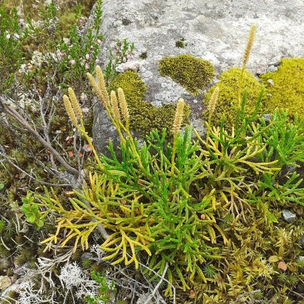 Lycopodium complanatum Blatt