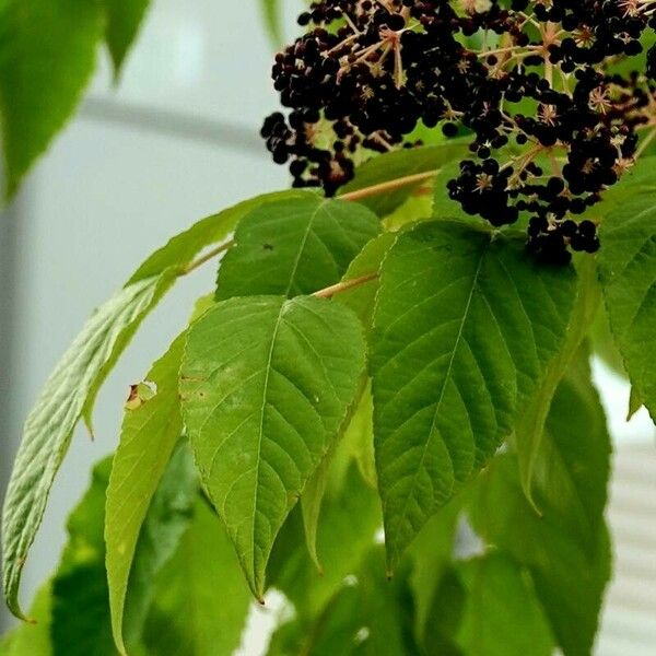 Aralia elata Folha