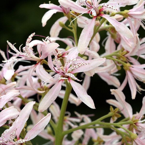 Calodendrum capense Blomma