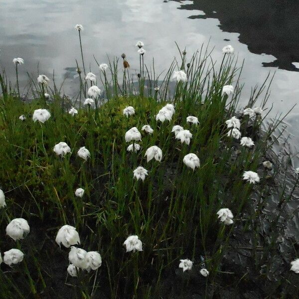 Eriophorum vaginatum आदत