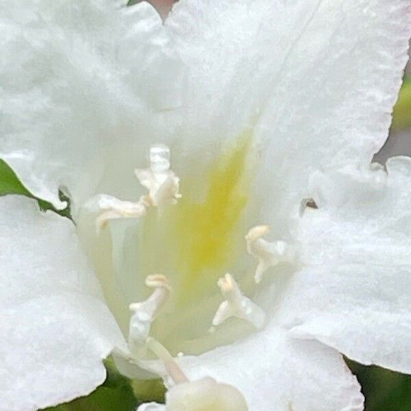 Weigela florida Flower